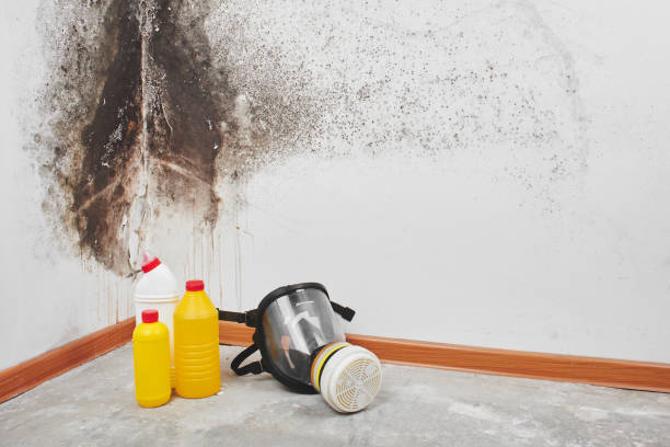 Best Post-Flood Mold Remediation in Frostproof, FL