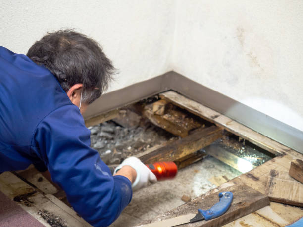 Best Post-Remediation Services in Frostproof, FL