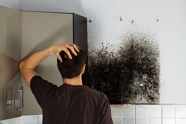 Best Black Mold Remediation in Frostproof, FL